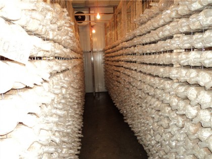 貴州三穗縣2021年度食用菌全產業(yè)鏈冷庫建設項目采購公告